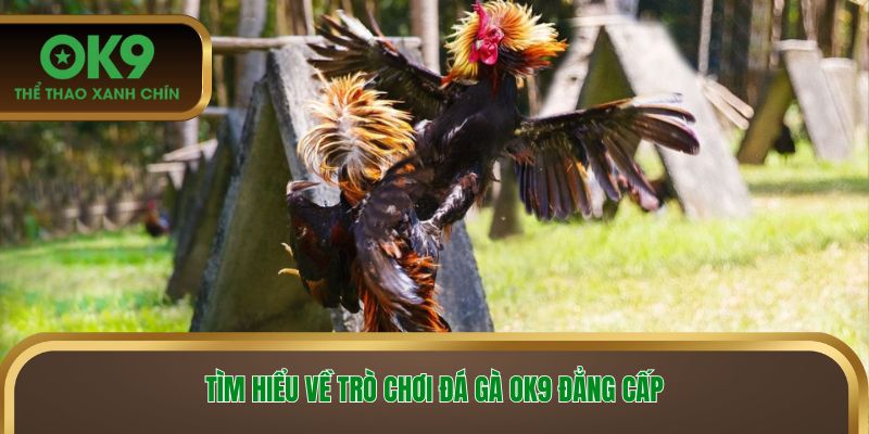 Tìm hiểu về trò chơi đá gà OK9 đẳng cấp